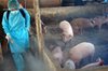 Nghĩa An: Khuyến cáo dịch Tả lợn châu phi xuất hiện tại Thị trấn Kbang