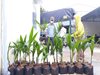 Nghĩa An: Hỗ trợ hơn 950 cây Dừa xiêm xanh cho 105 hộ dân 