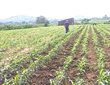 Xã Đông huyện Kbang sản xuất nông nghiệp vượt chỉ tiêu diện tích