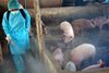 Nghĩa An: Hướng dẫn thực hiện tiêu hủy đối với lợn khi phát hiện bù...
